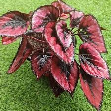 Rex Begonia